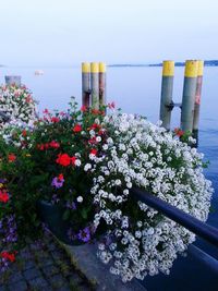 Flowers blooming in front of sea