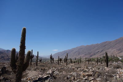 Cactus growing on field against clear blue sky