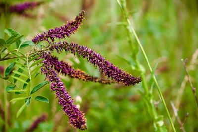 Close-up of purple flower buds growing on plant