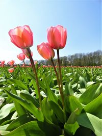 Close-up of tulips growing on field against sky