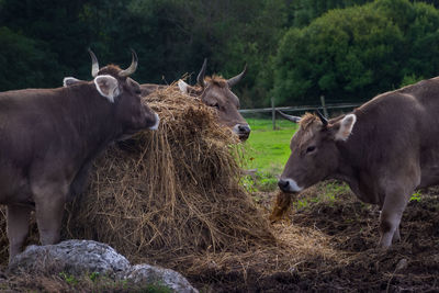 Horses in a field