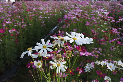 Close-up of flowering plant on field