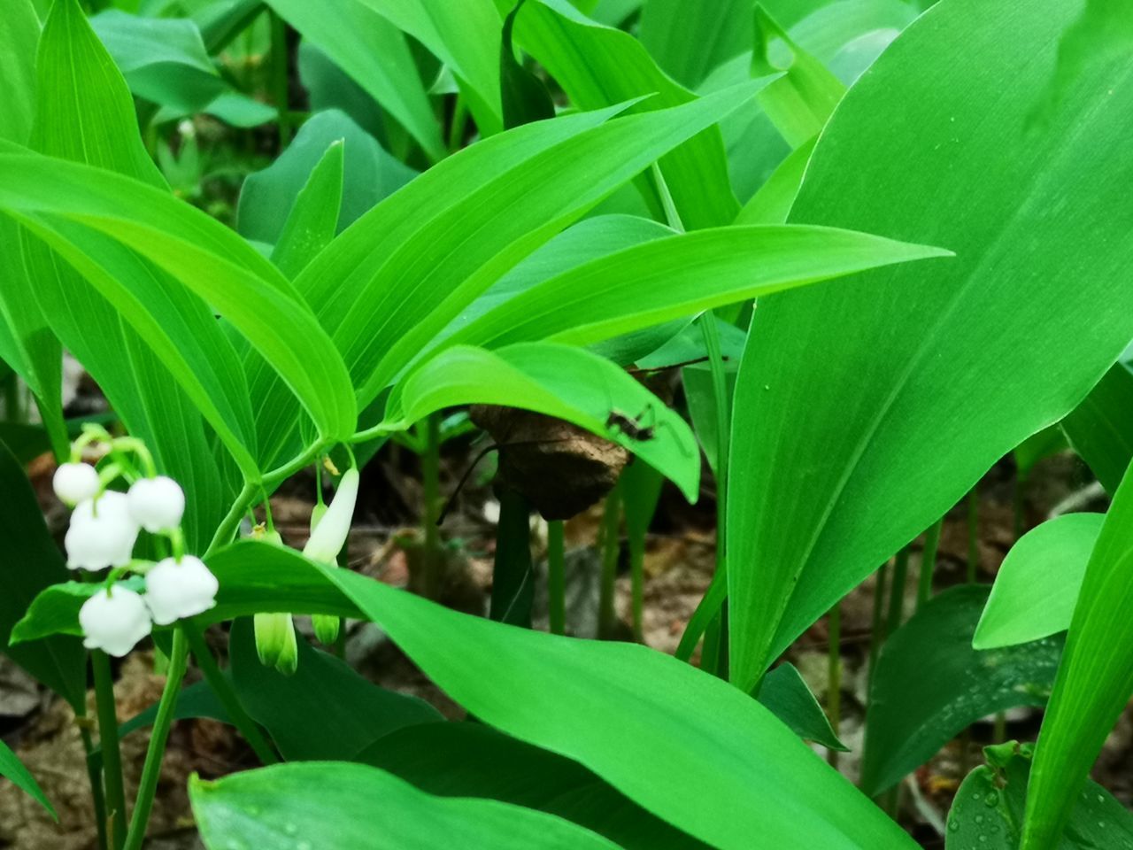 CLOSE-UP OF FRESH GREEN PLANT