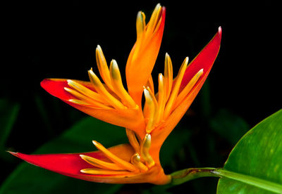 Close-up of orange flower