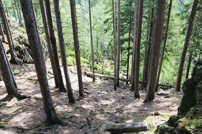 Trees in forest