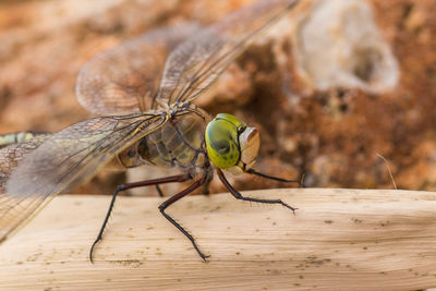 Close-up of insect on wood