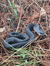 High angle view of snake on field