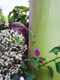 Close-up of flowers growing on plant