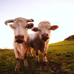 Portrait of cow on field