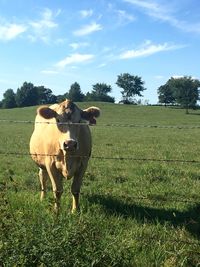 Cows grazing on field against sky