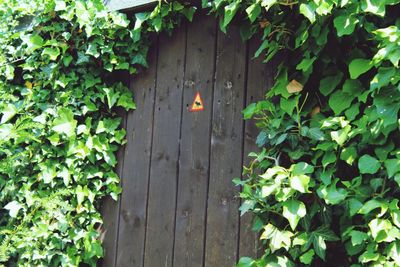 Ivy on wooden door