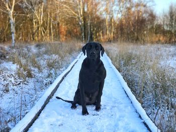 Dog standing on snow covered land