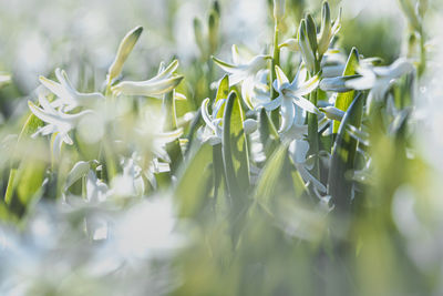plant