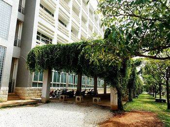 Trees and plants growing outside building