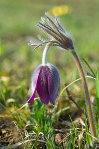 Close-up of purple flowering plant on field