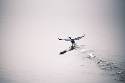 Bird flying over lake