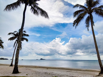 Palm trees on beach against sky