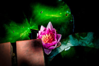 Close-up of pink flowers floating on water