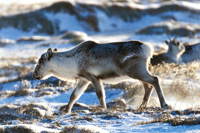 Side view of an animal on field