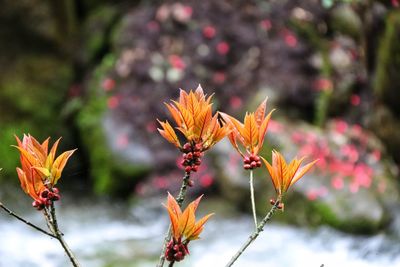 Close-up of orange flowering plant