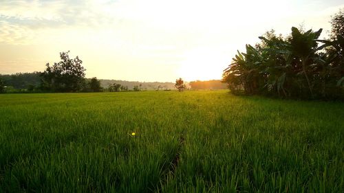 Scenic view of field against sky at sunset