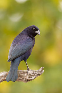 Close-up of bird perching on branch