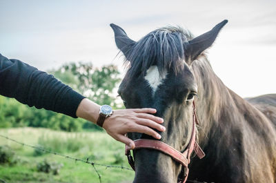 Close-up of horse standing on field