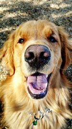 Close-up portrait of dog