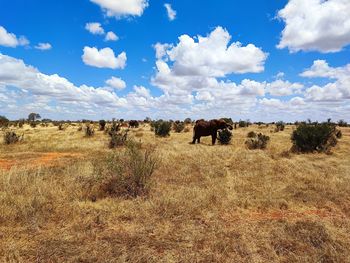 grassland