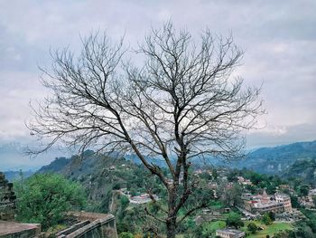 High angle view of tree and buildings against sky