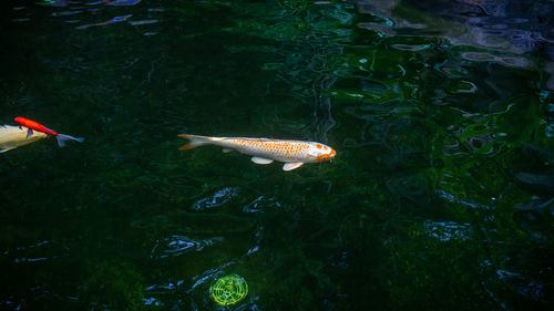 Fish swimming in a lake