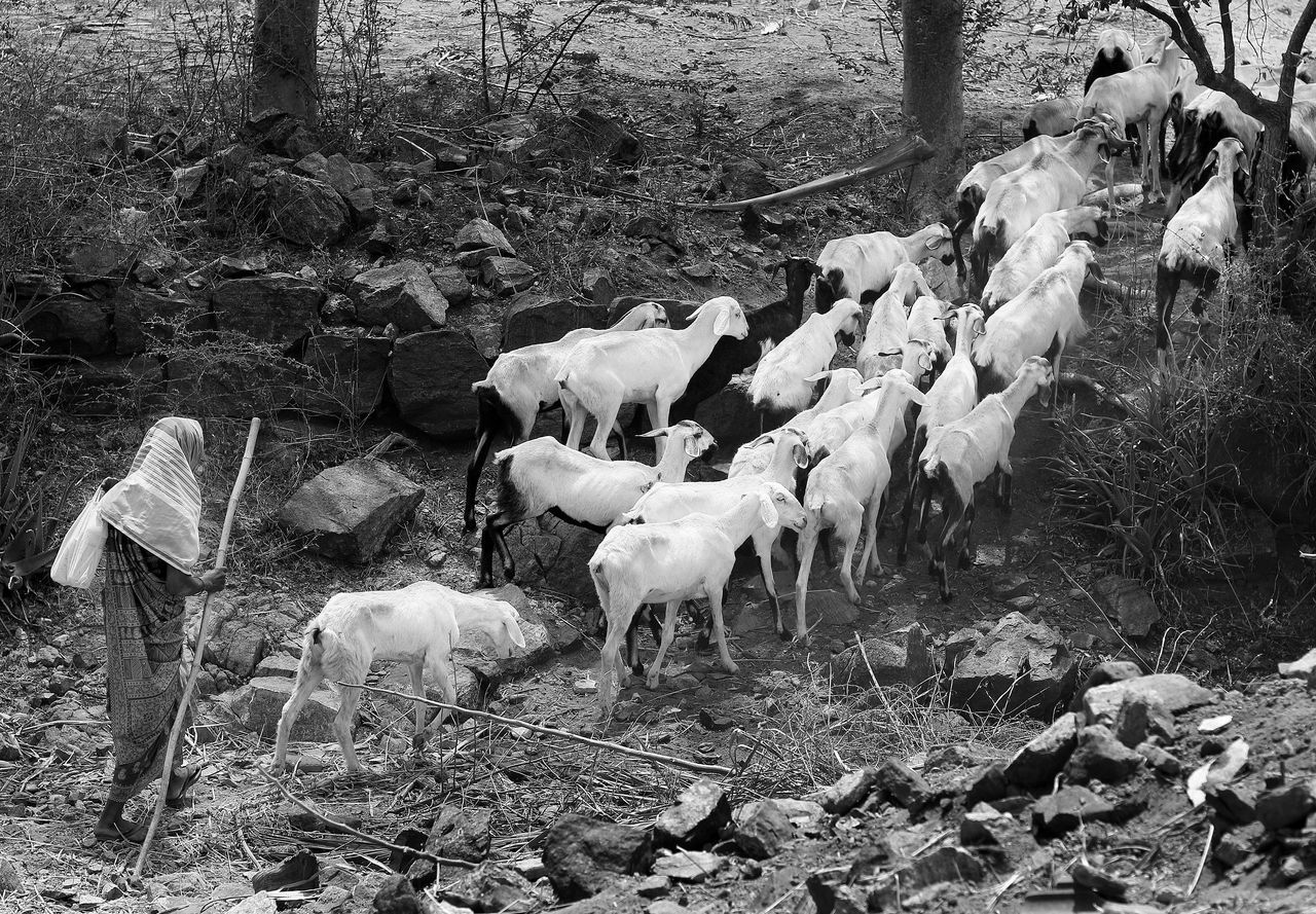 VIEW OF SHEEP IN FIELD