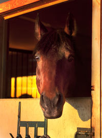 Close-up portrait of horse in stable