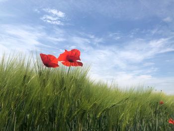 Red poppy flower growing on field against sky