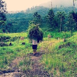 Scenic view of forest