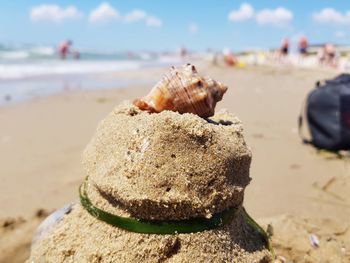 Close-up of shells on beach