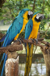 Close-up of parrot perching on branch