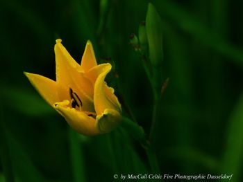 Close-up of yellow flowering plant