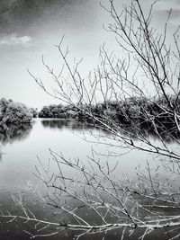 Bare trees in water