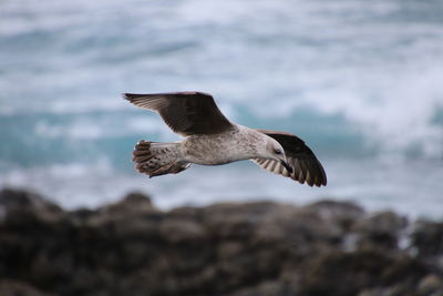 Seagull flying over sea