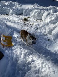 High angle view of dog on snow covered land