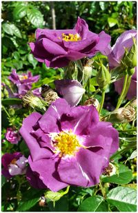 Close-up of pink flowers