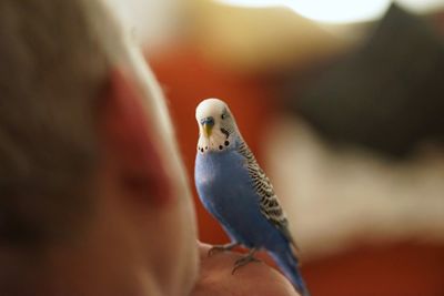 Tame cute blue talking budgerigar with human owner