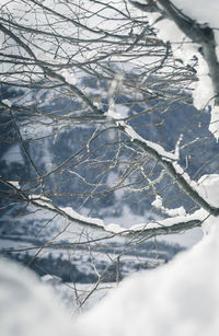 Close-up of snow covered bare tree