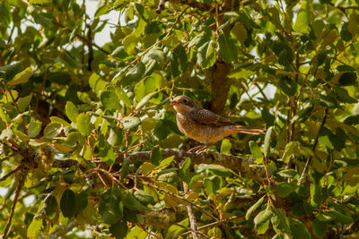 Bird perching on a tree