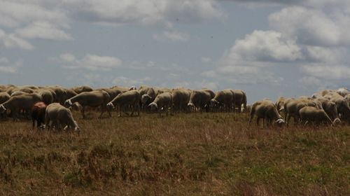 Horses grazing on field