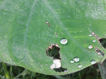 Close-up of spider on web