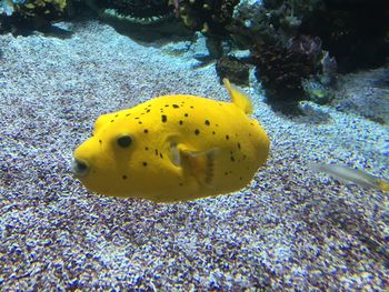 Close-up of yellow coral in sea