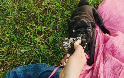 Close-up of dog