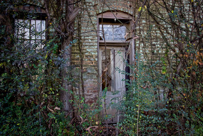 Ivy growing in abandoned house
